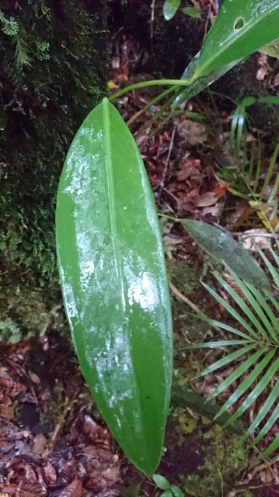 Scindapsus kinabaluensis, photographed by Tim