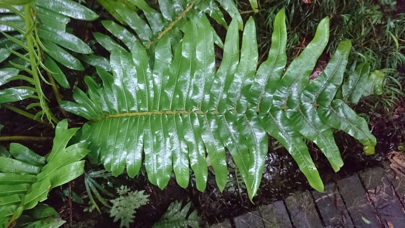 Sphaeropteris capitata, photographed by Tim