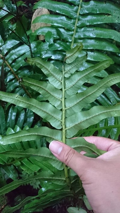 Sphaeropteris capitata, photographed by Tim
