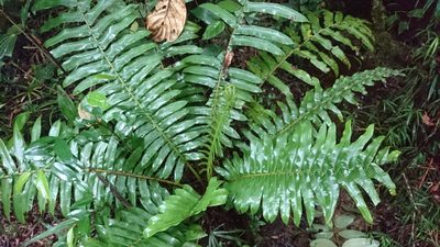 Sphaeropteris capitata, photographed by Tim