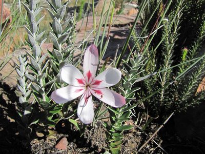 Geissorhiza roseoalba, photographed by bullwooding
