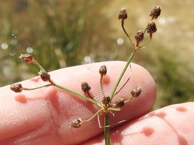 Fimbristylis quinquangularis, photographed by Sam Kieschnick