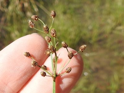 Fimbristylis quinquangularis, photographed by Sam Kieschnick