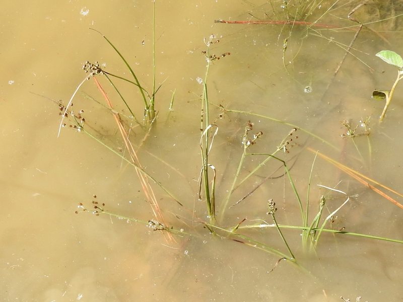 Fimbristylis quinquangularis, photographed by Sam Kieschnick