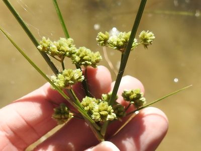 Cyperus pseudovegetus, photographed by Sam Kieschnick