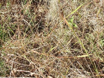 Kellochloa verrucosa, photographed by Sam Kieschnick