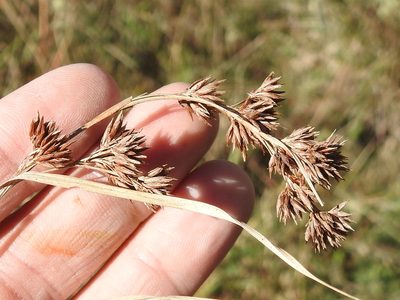 Rhynchospora glomerata, photographed by Sam Kieschnick