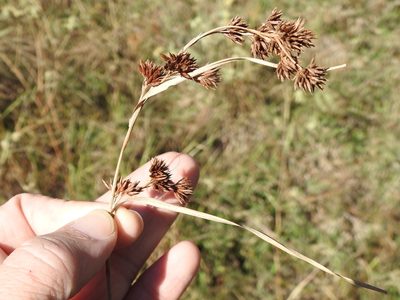 Rhynchospora glomerata, photographed by Sam Kieschnick