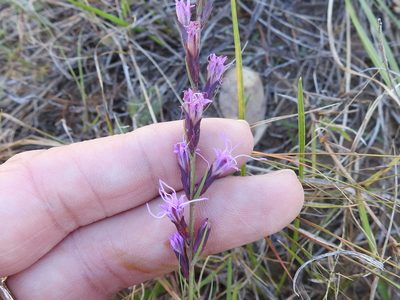 Liatris acidota, photographed by Sam Kieschnick