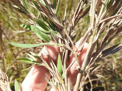 Dichanthelium scoparium, photographed by Sam Kieschnick