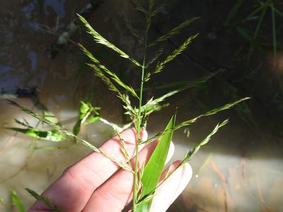 Panicum gymnocarpum, photographed by Sam Kieschnick