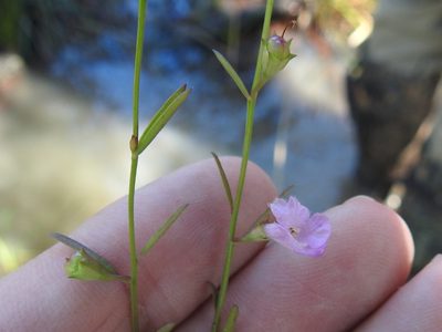 Agalinis viridis
