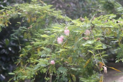 Calliandra surinamensis, photographed by Paulius Rupšas