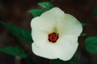 Hibiscus acicularis, photographed by Claudio Cantú Muñiz