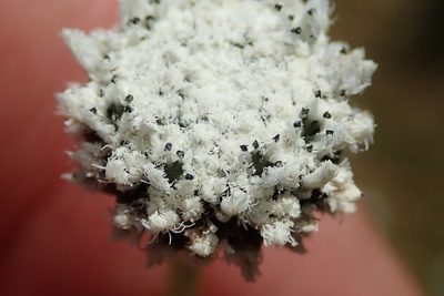 Eriocaulon dregei, photographed by Peter Warren