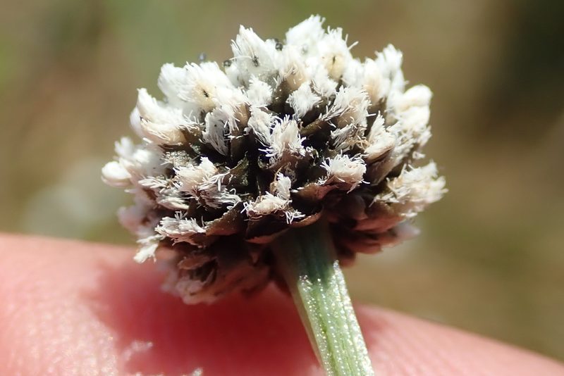 Eriocaulon dregei, photographed by Peter Warren
