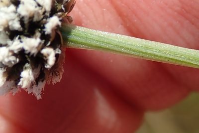 Eriocaulon dregei, photographed by Peter Warren