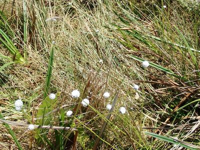 Eriocaulon dregei, photographed by Peter Warren