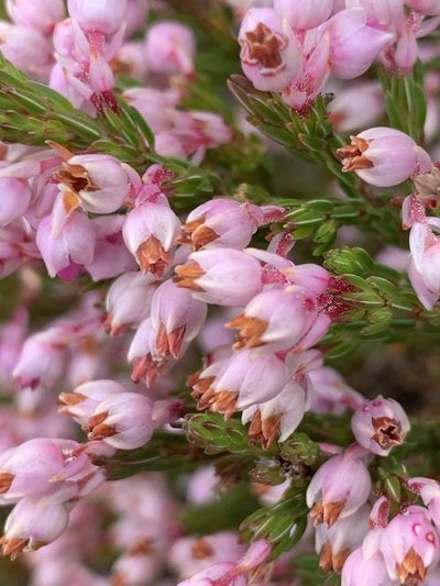 Erica palliiflora, photographed by Matthew Fainman
