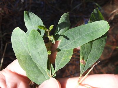 Hypericum walteri, photographed by Sam Kieschnick