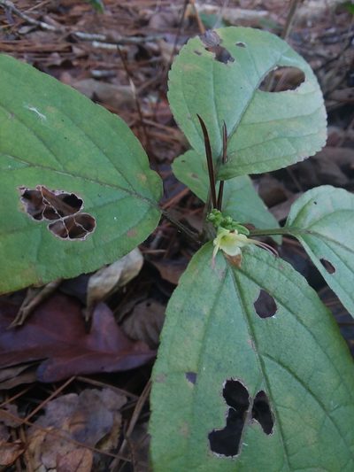 Collinsonia anisata, photographed by Will McFarland