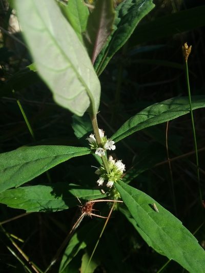Lycopus angustifolius, photographed by Will McFarland