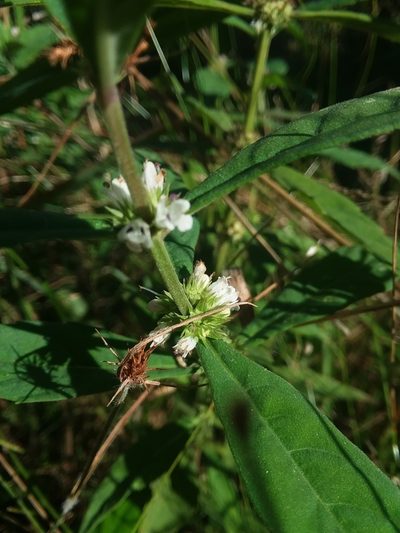 Lycopus angustifolius, photographed by Will McFarland