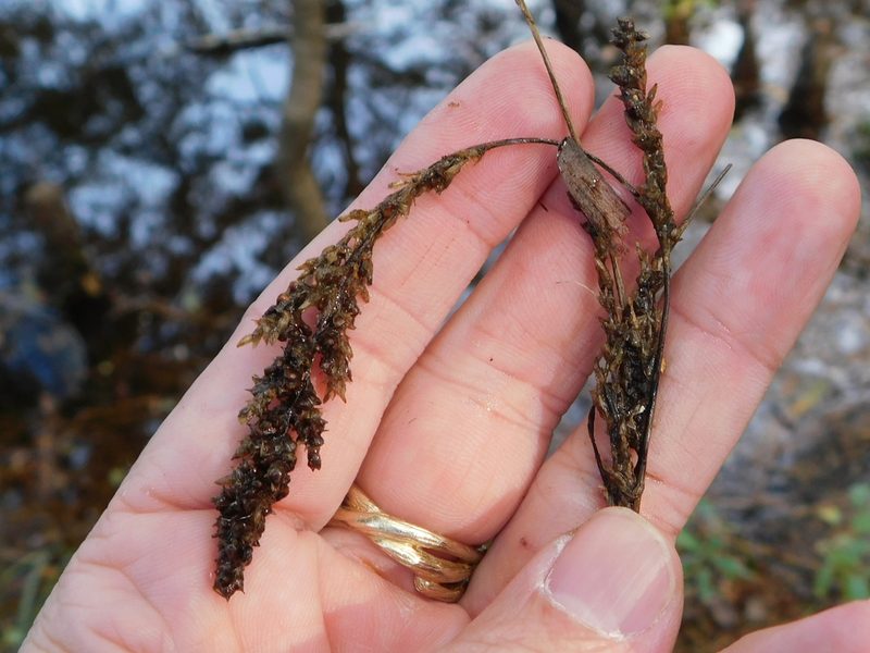 Carex decomposita, photographed by Sam Kieschnick