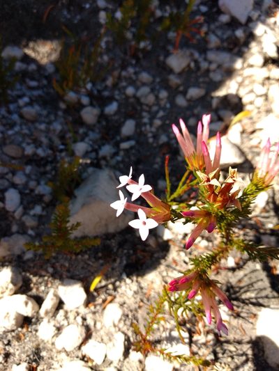 Erica infundibuliformis, photographed by Seth Musker