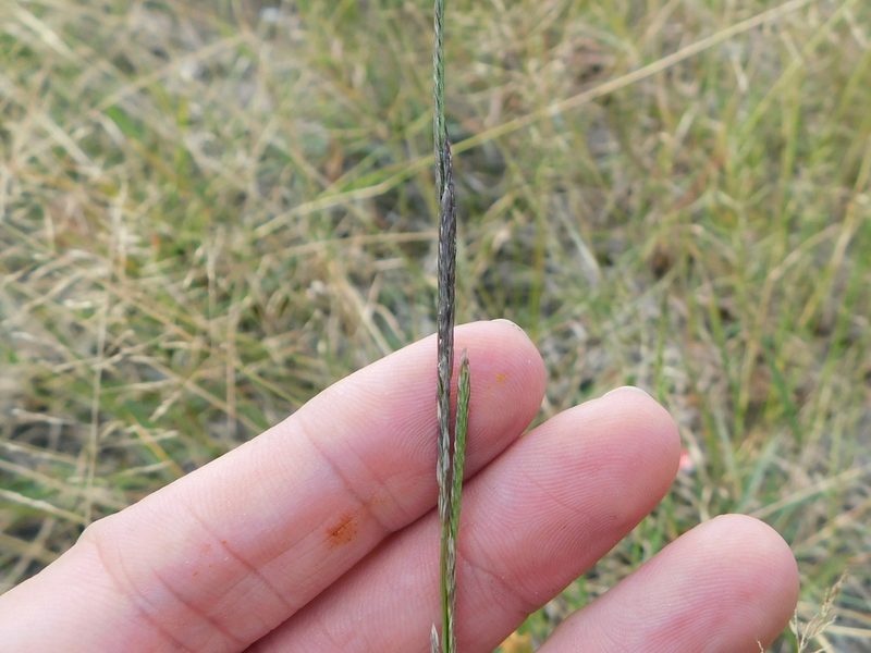 Willkommia texana, photographed by Sam Kieschnick