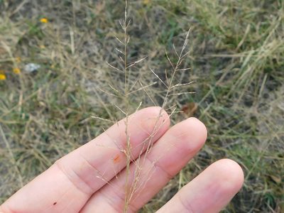 Sporobolus pyramidatus, photographed by Sam Kieschnick