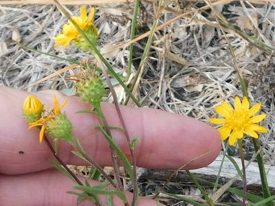 Rayjacksonia aurea, photographed by Sam Kieschnick