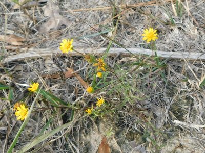 Rayjacksonia aurea, photographed by Sam Kieschnick