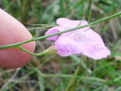Agalinis oligophylla, photographed by Sam Kieschnick