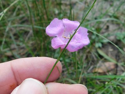 Agalinis oligophylla, photographed by Sam Kieschnick