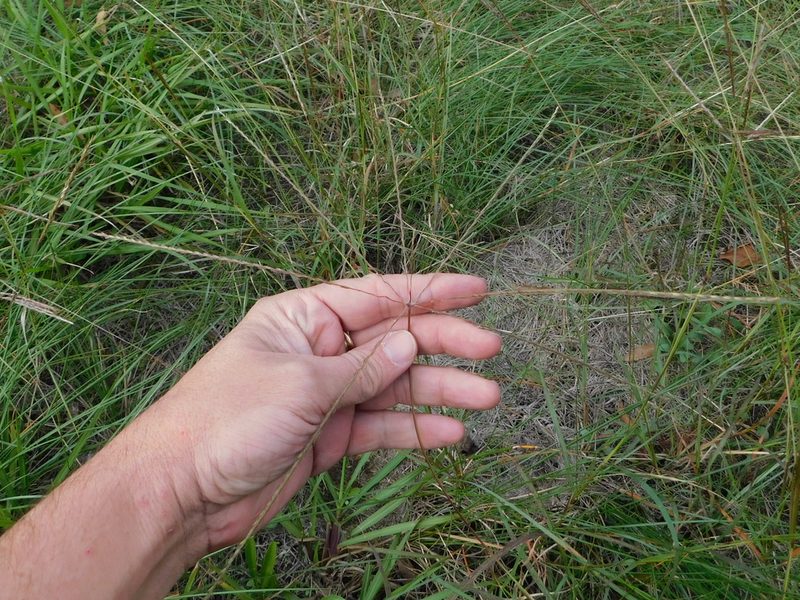 Chloris texensis, photographed by Sam Kieschnick