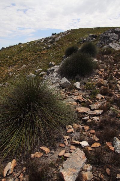 Askidiosperma andreaeanum, photographed by Tony Rebelo