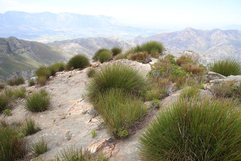 Askidiosperma andreaeanum, photographed by Tony Rebelo