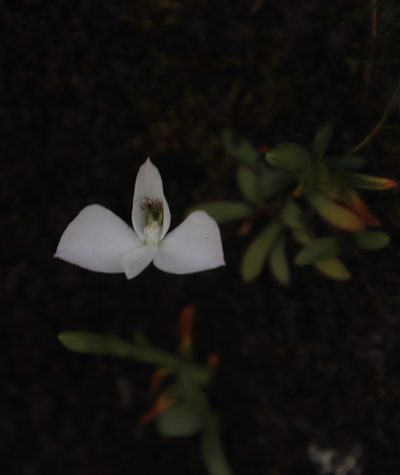 Disa virginalis, photographed by Tony Rebelo