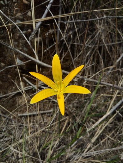 Pyrolirion boliviense, photographed by Alfredo F. Fuentes Claros