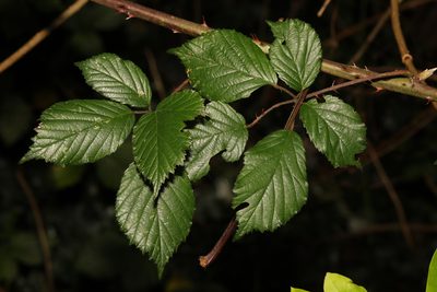 Rubus cissburiensis, photographed by Stephen James McWilliam