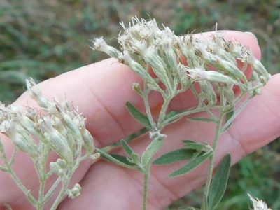 Eupatorium semiserratum, photographed by Sam Kieschnick