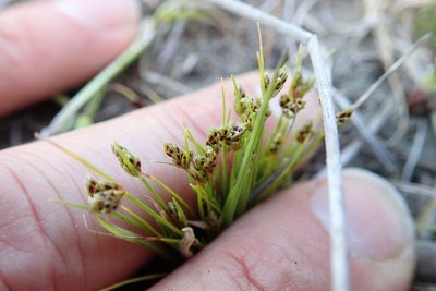 Isolepis marginata, photographed by Arnim Littek