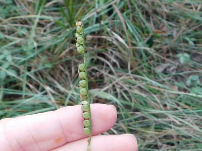 Paspalum floridanum, photographed by Sam Kieschnick