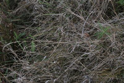 Muhlenbergia mexicana, photographed by Quinten Wiegersma