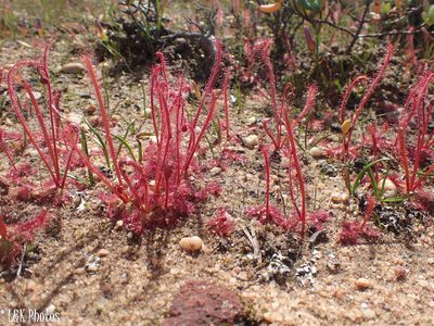 Drosera alba, photographed by lallen