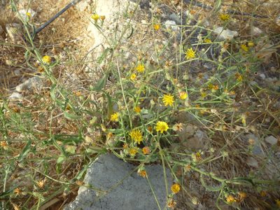 Picris rhagadioloides, photographed by Even Dankowicz