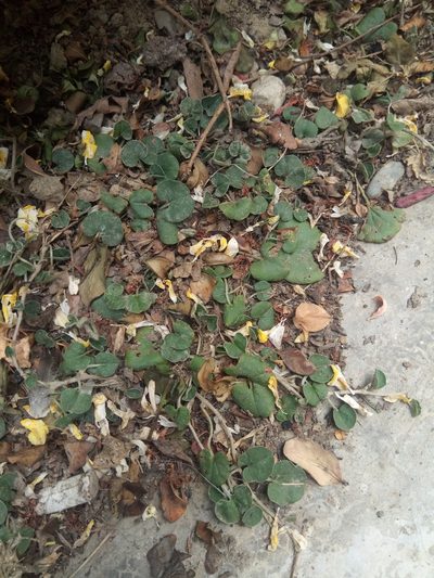Dichondra sericea, photographed by Alfredo F. Fuentes Claros