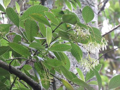 Palicourea paniculata, photographed by Juan Carlos Caicedo Hernández
