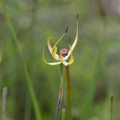 Caladenia leptochila, photographed by Kym Nicolson